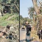 বাগমারায় সরকারি গাছ কাটা—সেনাবাহিনীর অস্থায়ী ক্যাম্পের জ্বালানির জন্য সড়কের পাশে কাটা গাছ