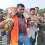 সুন্দরবনসংলগ্ন শরণখোলায় বন বিভাগের তত্ত্বাবধানে উদ্ধারকৃত চিত্রা হরিণ পুনরায় বনে অবমুক্ত করা হচ্ছে