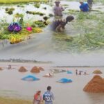 নাসিরনগরের হাওরে পানিতে তলিয়ে যাওয়া পাকা ধানক্ষেত দেখছেন ক্ষতিগ্রস্ত কৃষকরা