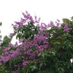 জারুল ফুলে সেজে ওঠা রাজশাহী বিশ্ববিদ্যালয় ক্যাম্পাসের মনোরম দৃশ্য