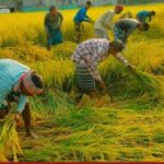 রাজশাহীর তানোরে ক্ষেতে পাকা বোরো ধান কাটছেন শ্রমিকরা, কম ধানের দামে লোকসানে কৃষক