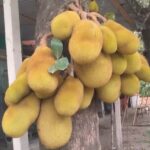 দোহার ও কেরানীগঞ্জ অঞ্চলে গাছে ঝুলে থাকা পাকা কাঁঠাল ও গ্রামবাংলার প্রাকৃতিক দৃশ্য