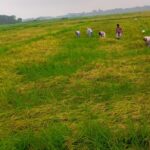 নবাবগঞ্জে ধান কাটা মৌসুমে কৃষকেরা ঝড়-বৃষ্টির মধ্যে সোনালী ধান ঘরে তুলছেন