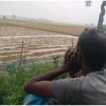 ঝিনাইদহের মহেশপুরে বৃষ্টিতে ভেজা কাটা বোরো ধান মাঠে পড়ে আছে, কৃষকেরা ক্ষতিগ্রস্ত ফসল সংগ্রহের চেষ্টা করছেন