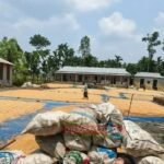 টেকানী ঝগড়ার চর এলাকার বন্ধ মাদ্রাসা ভবনে ধান ও ভুট্টা শুকানোর দৃশ্য