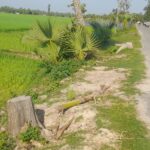 কালাইয়ে সামাজিক বনায়নের গাছ কেটে ফেলার পর পড়ে থাকা গাছের গুঁড়ি