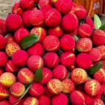 বড়লেখার মোহাম্মদনগরে গাছ থেকে চায়না-৩ লিচু সংগ্রহ করছেন কৃষকরা