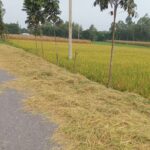 রাধানগর ইউনিয়নের পাকা সড়কে শুকানোর জন্য বিছিয়ে রাখা খড়ের কারণে যান চলাচলে দুর্ভোগের দৃশ্য