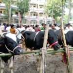 শাহজাদপুর পশুর হাটে দেশি গরু ঘিরে ক্রেতা ও বিক্রেতাদের ভিড়