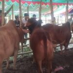 মেঘুলা বাজারে ট্রলার থেকে গরু নামানোর দৃশ্য, জমে উঠেছে দোহারের হাট