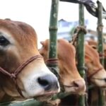 “নারায়ণগঞ্জের কোরবানির পশুর হাটে উচ্চশব্দে মাইক বাজানোয় জনভোগান্তির চিত্র”